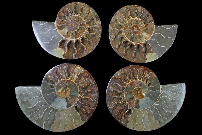 Lot: - Cut/Polished Ammonite Fossils - Pairs #117108